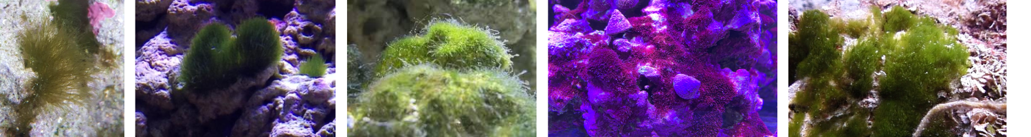 Images of Turf Algae